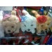 Beautiful Puppies